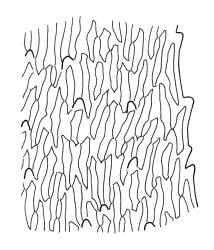 Rhytidiadelphus triquetrus, mid laminal cells at margin of stem leaf. Drawn from J. Espie 60.015, CHR 513545.
 Image: R.C. Wagstaff © Landcare Research 2014 